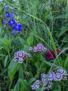 dianthus in while flower meadow