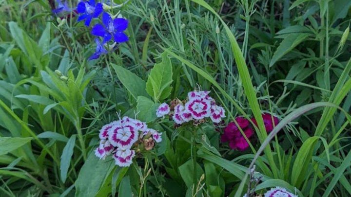 9 Stunning Companion Plants for Dianthus