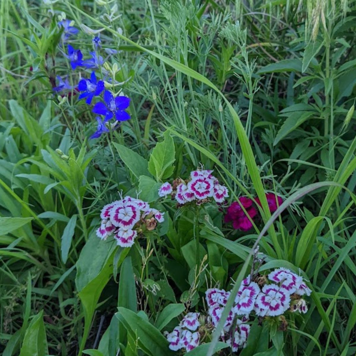 dianthus in while flower meadow