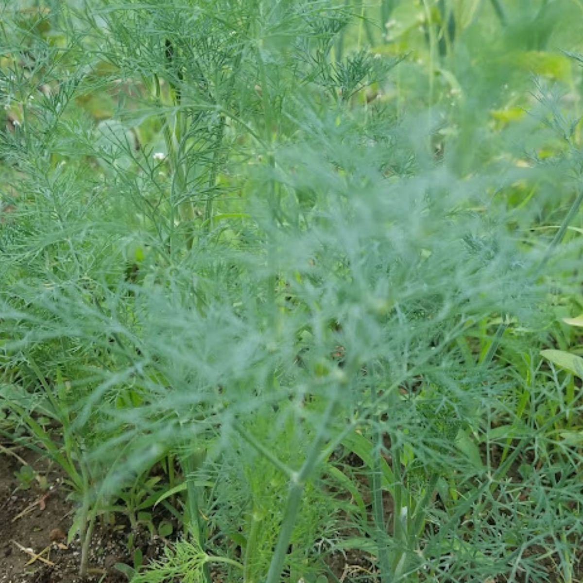 dill growing in the garden