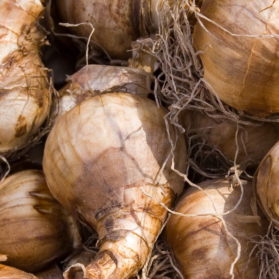 What To Do With Daffodil Leaves After They Bloom