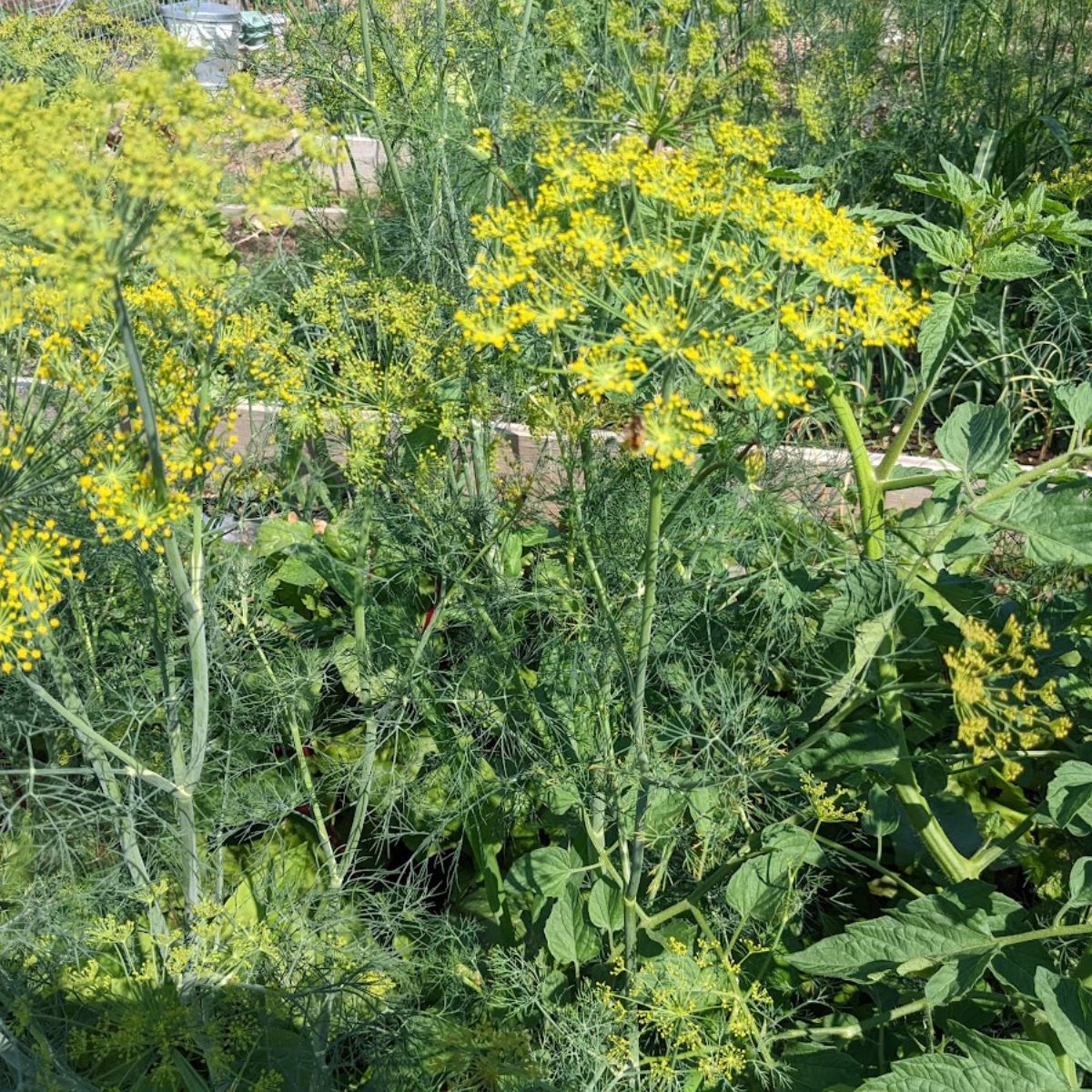 flowering dill