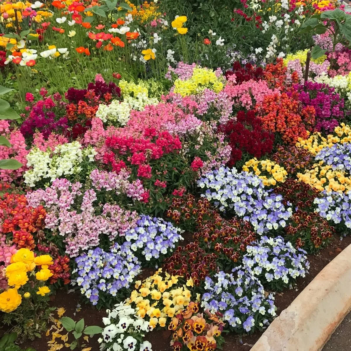 colorful flowers in a raised bed
