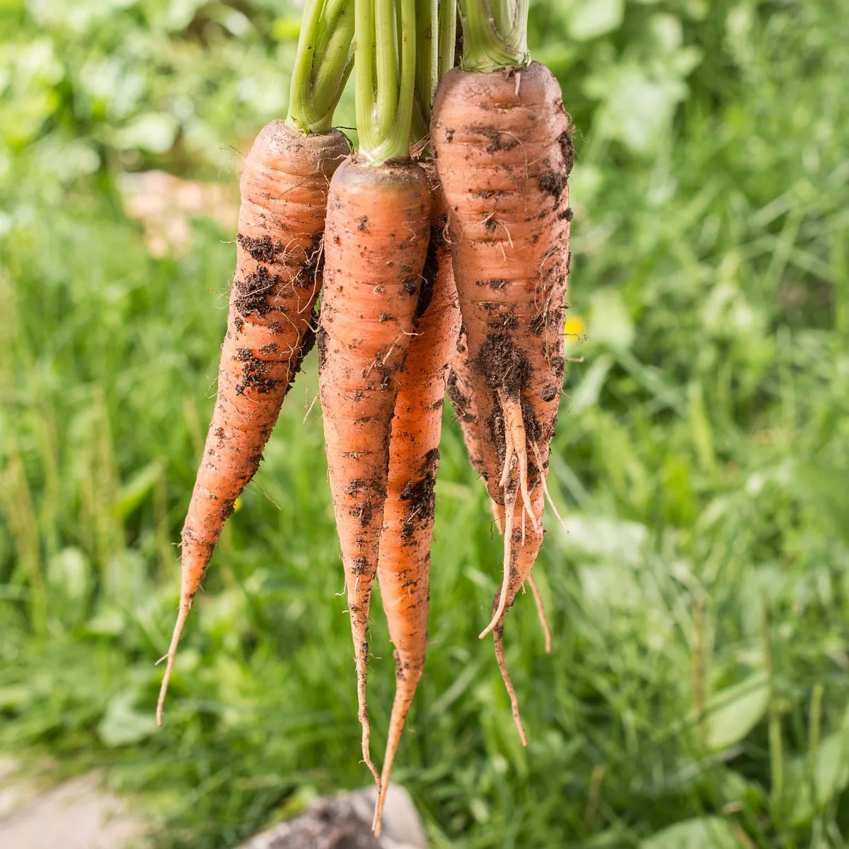 freshly harvested carrots