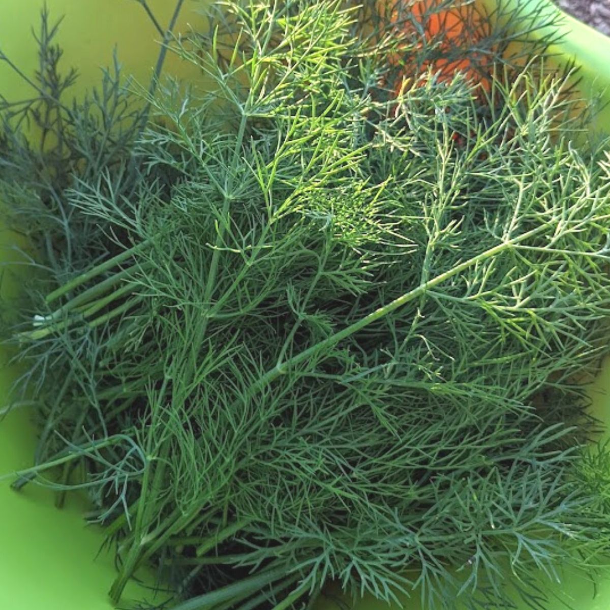 freshly harvested dill in a green bowl
