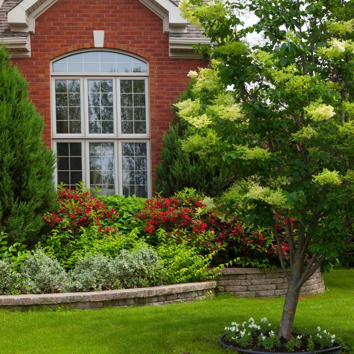 small tree in front of the house