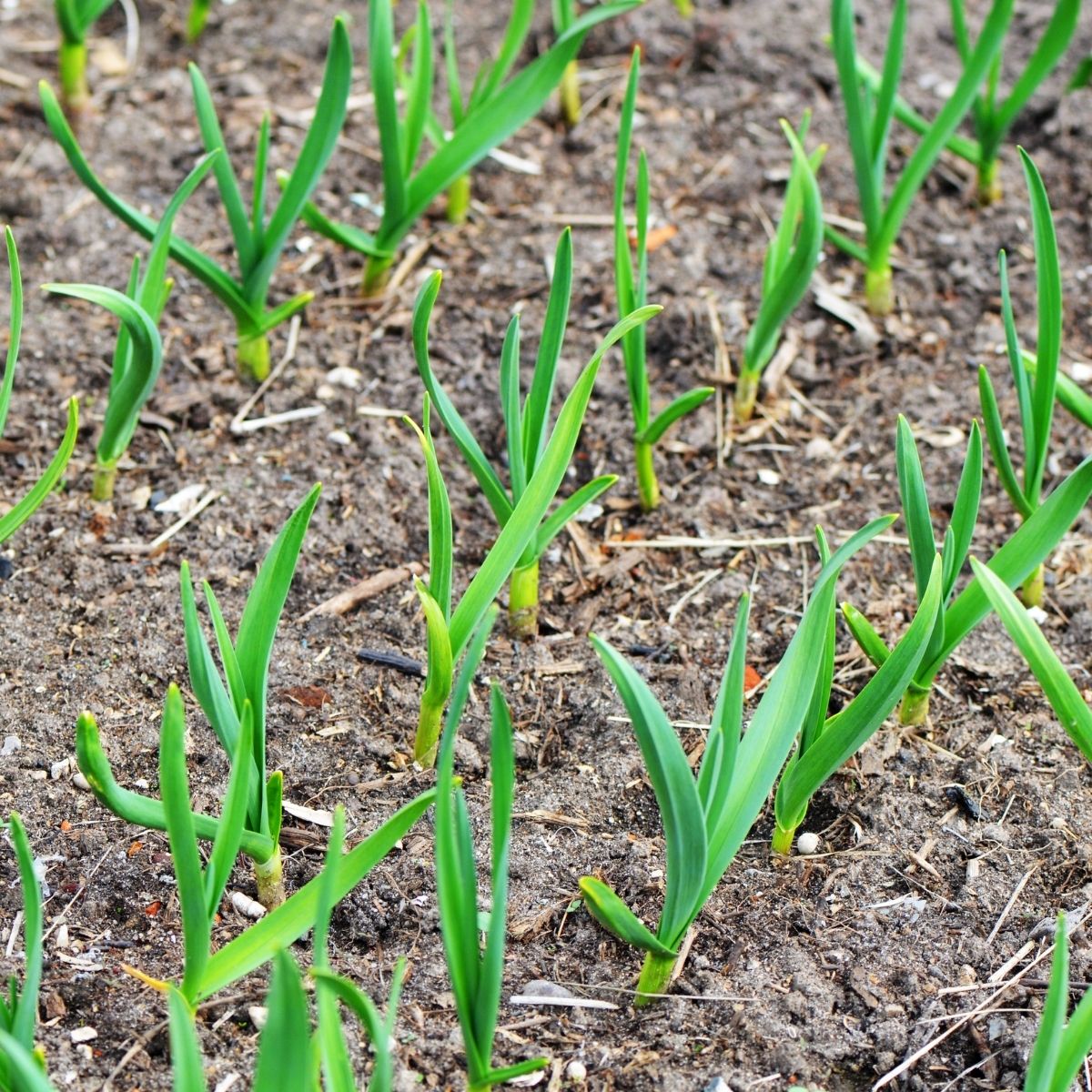 young garlic in the garden
