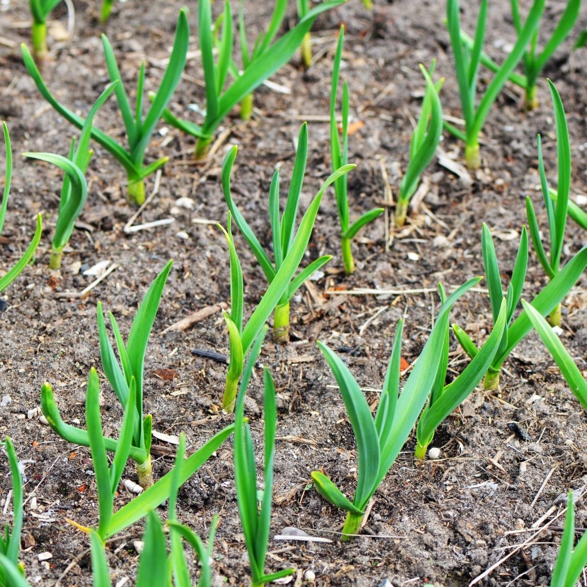 young garlic in the garden