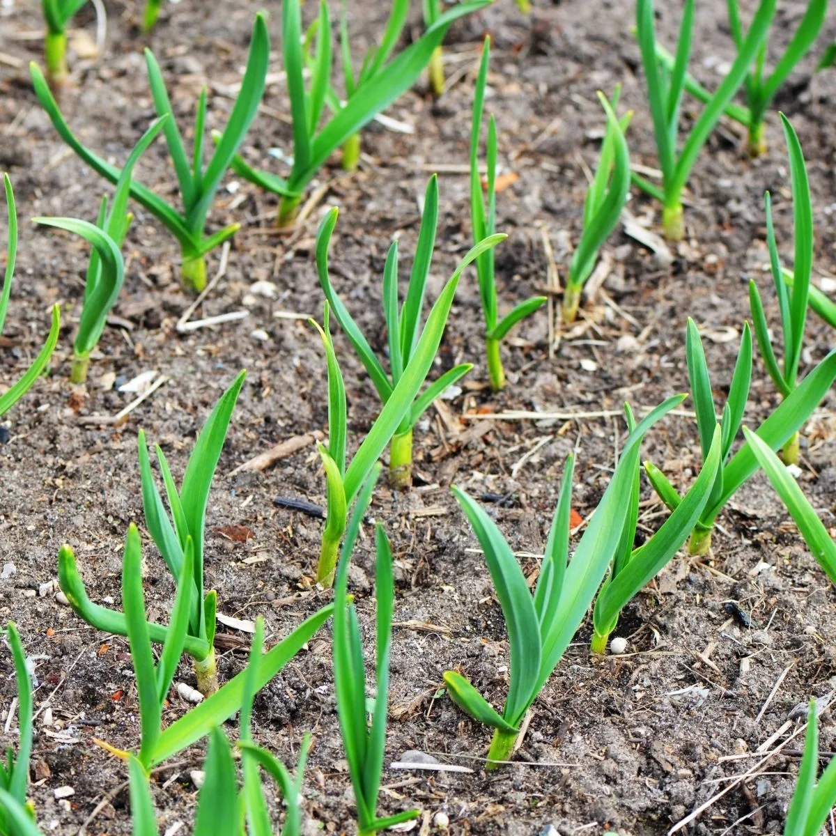 young garlic in the garden