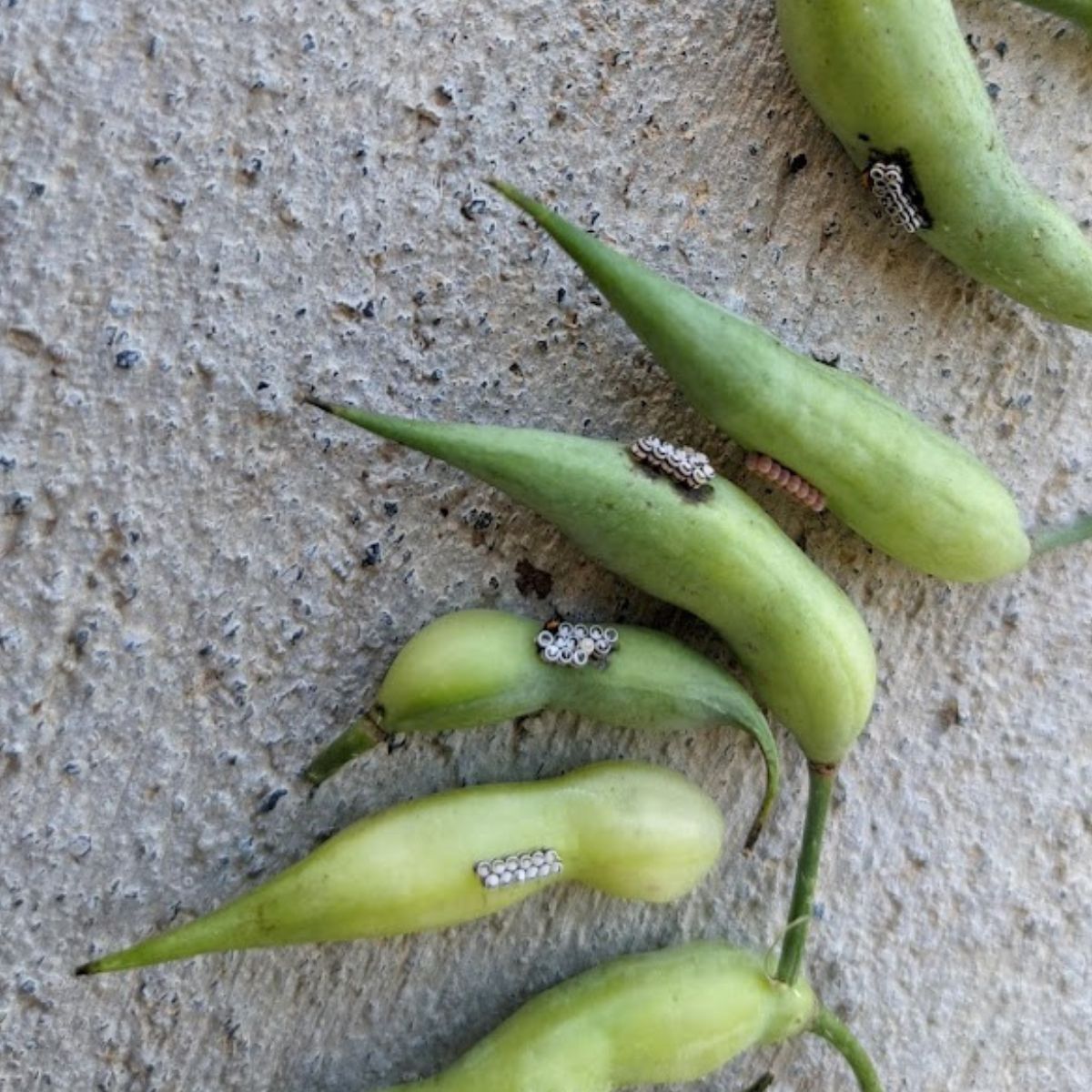 harlequin bug eggs