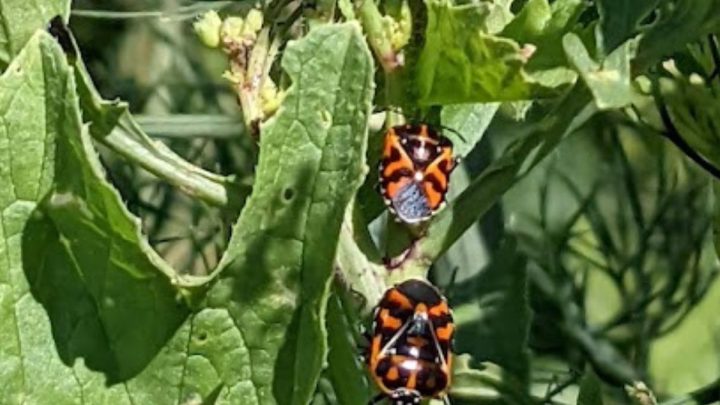 What Are Harlequin Bugs? And 6 Ways to Control These Pretty Pests