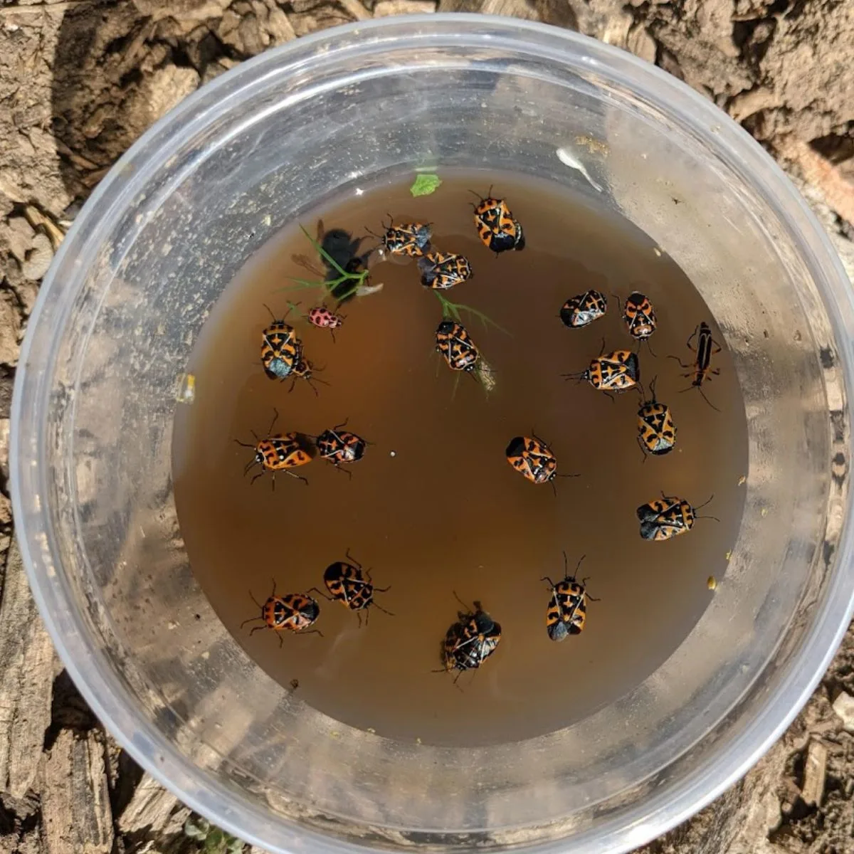 harlequin bugs floating in soapy water