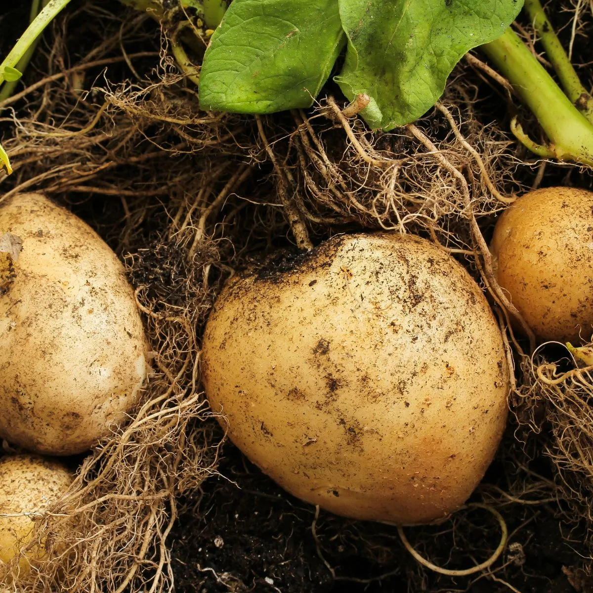 freshly harvested potatoes