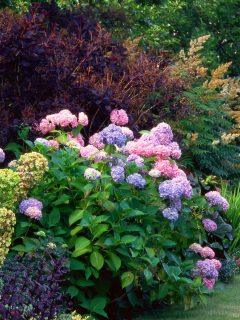 hydrangea bush with companion plants