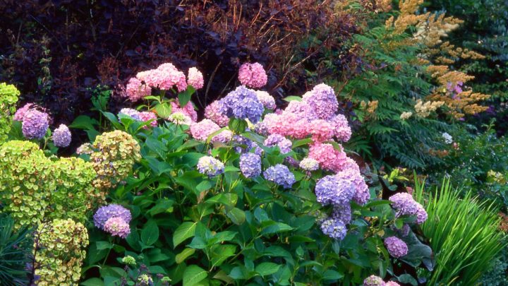 11 Best Companion Plants for Hydrangeas