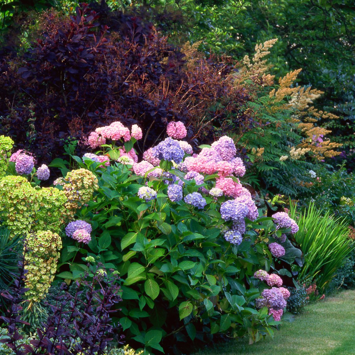 hydrangea bush with companion plants