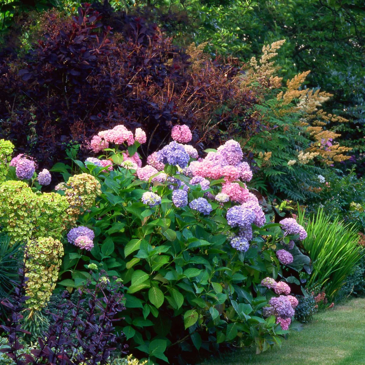 Image of Coral bells companion plants with hydrangeas