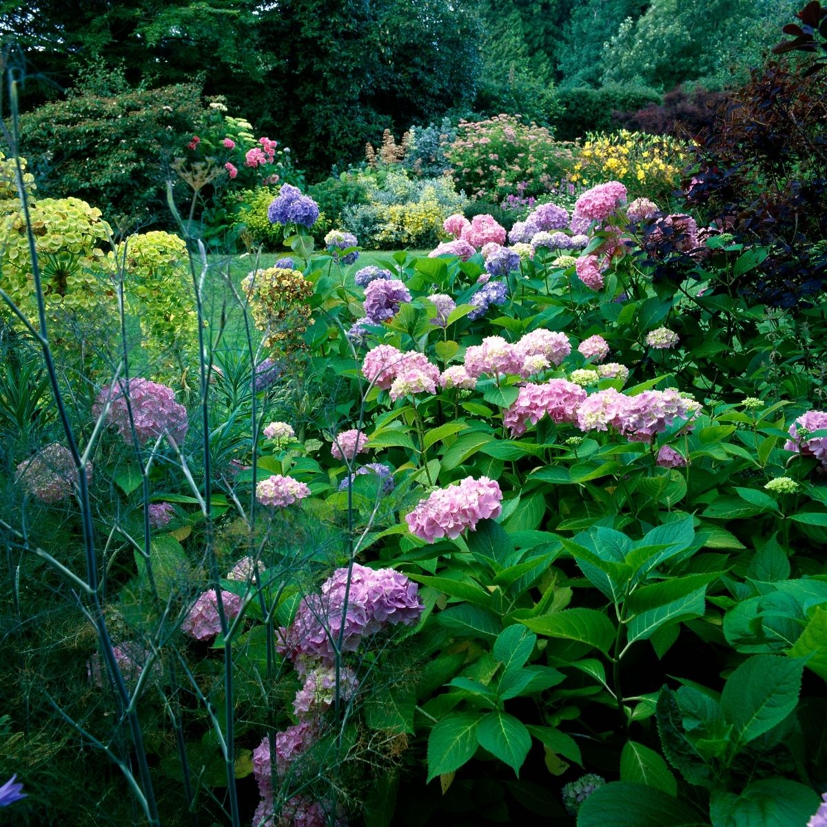 hydrangea shrubs