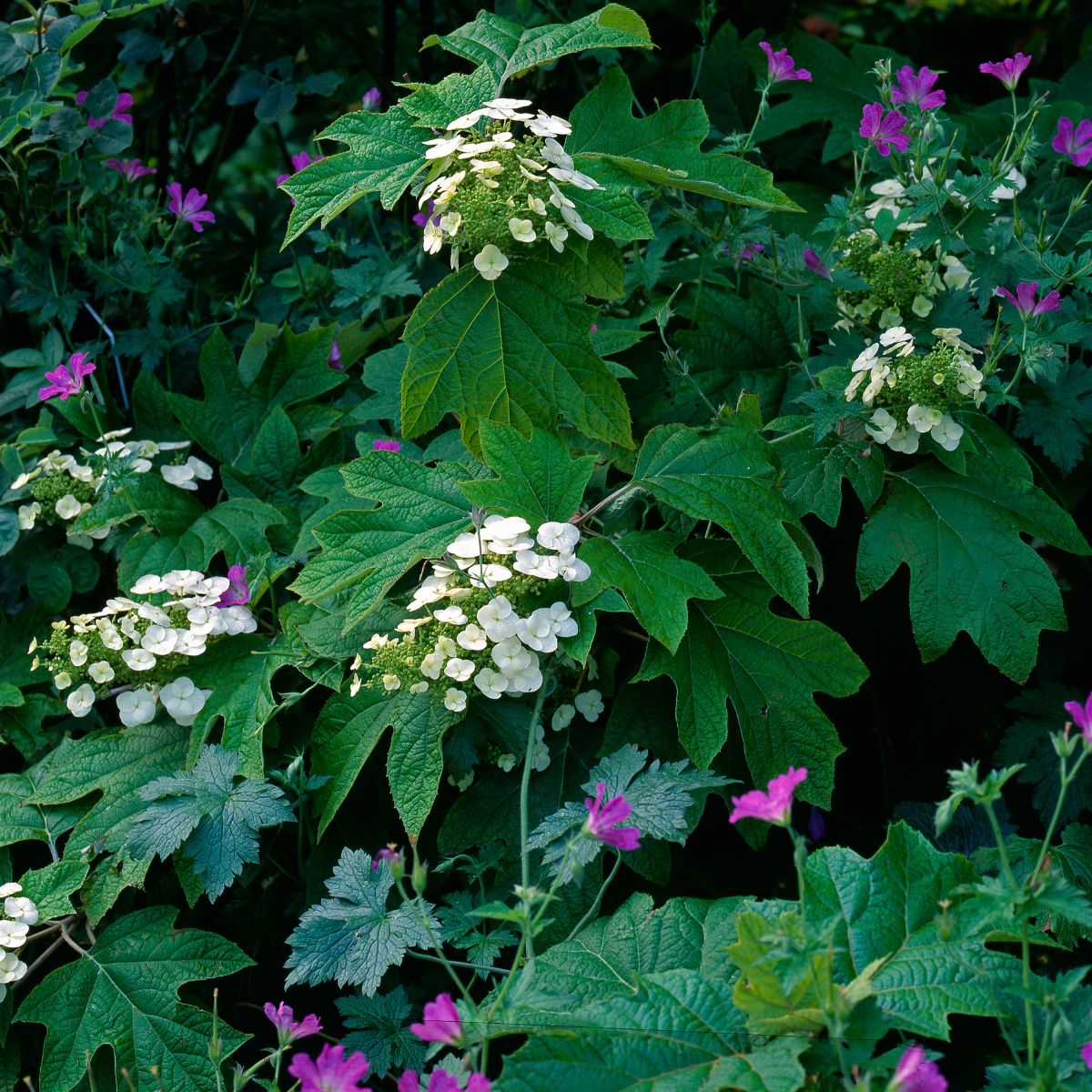 hydrangea woodland garden