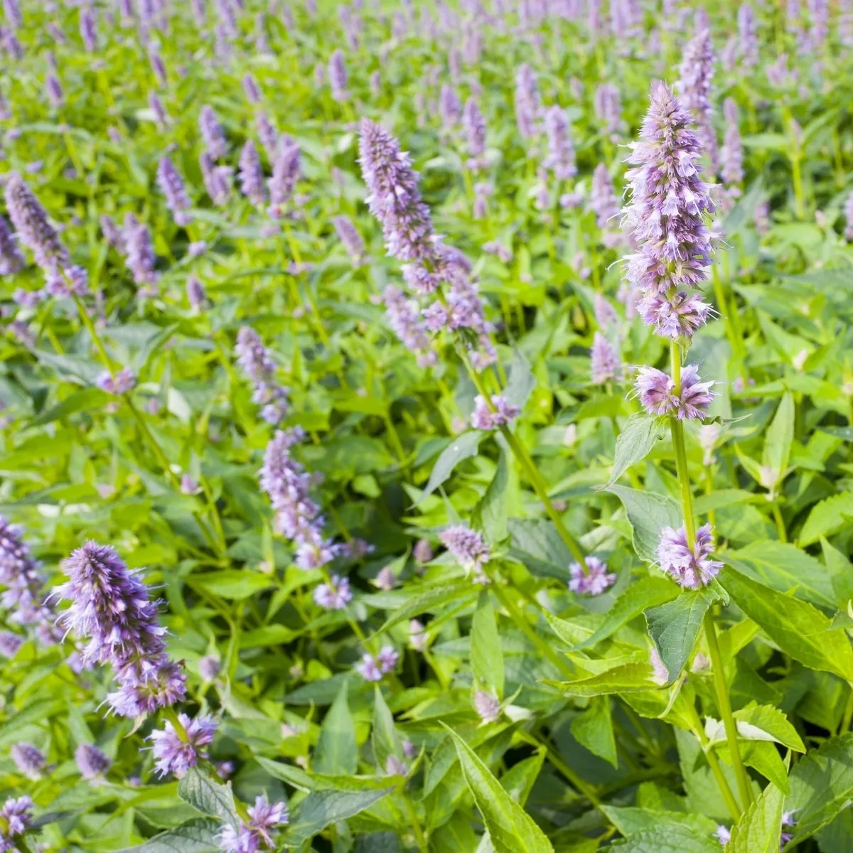 hyssop plants in bloom