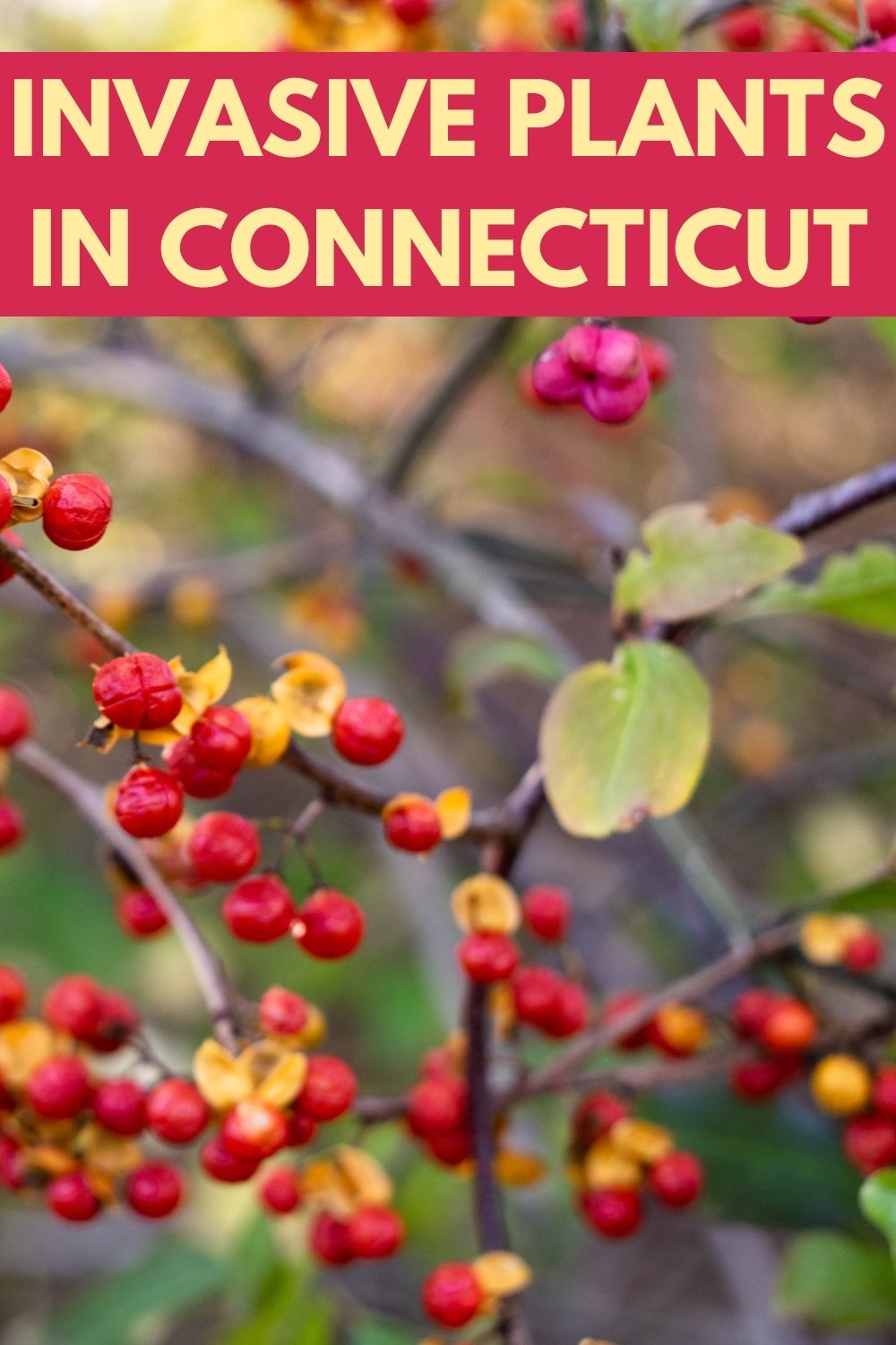 invasive plants in connecticut