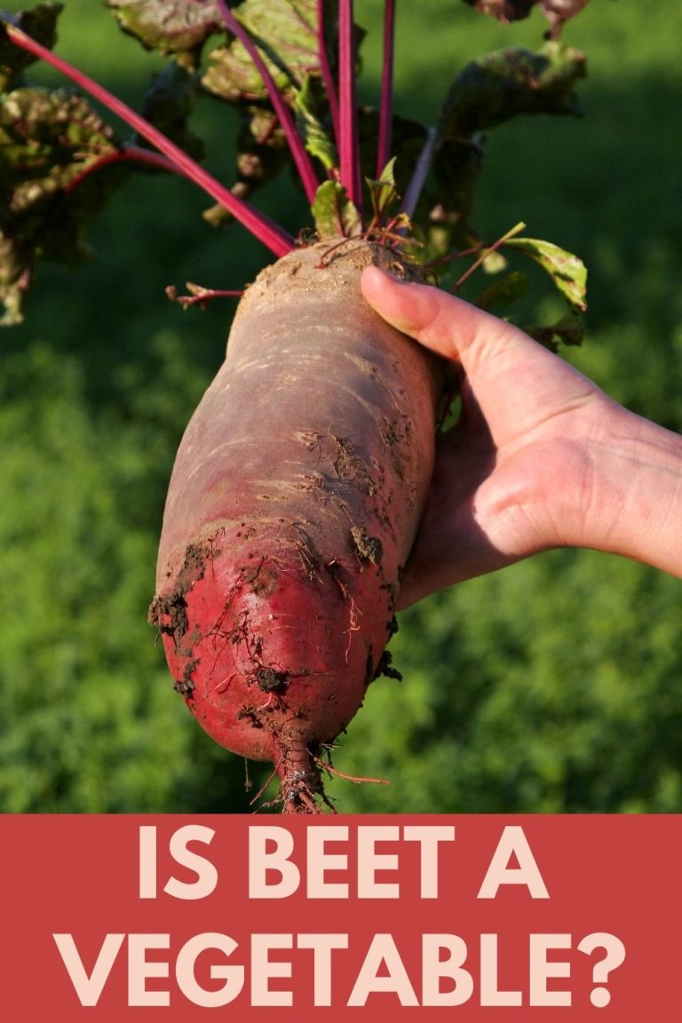 Is Beet A Vegetable? + 7 Important Beets Health Benefits