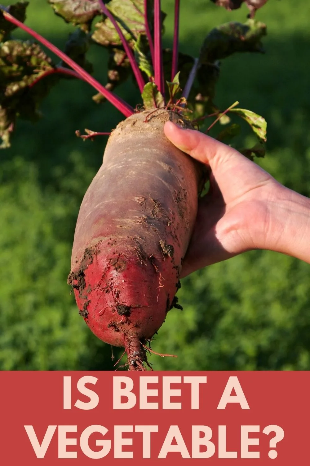 is beet a vegetable? 