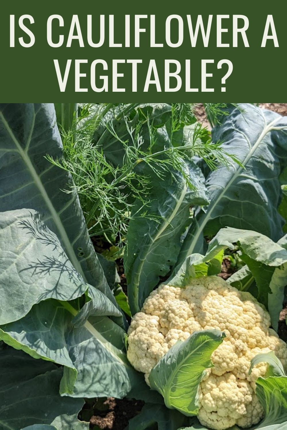 is cauliflower a vegetable?