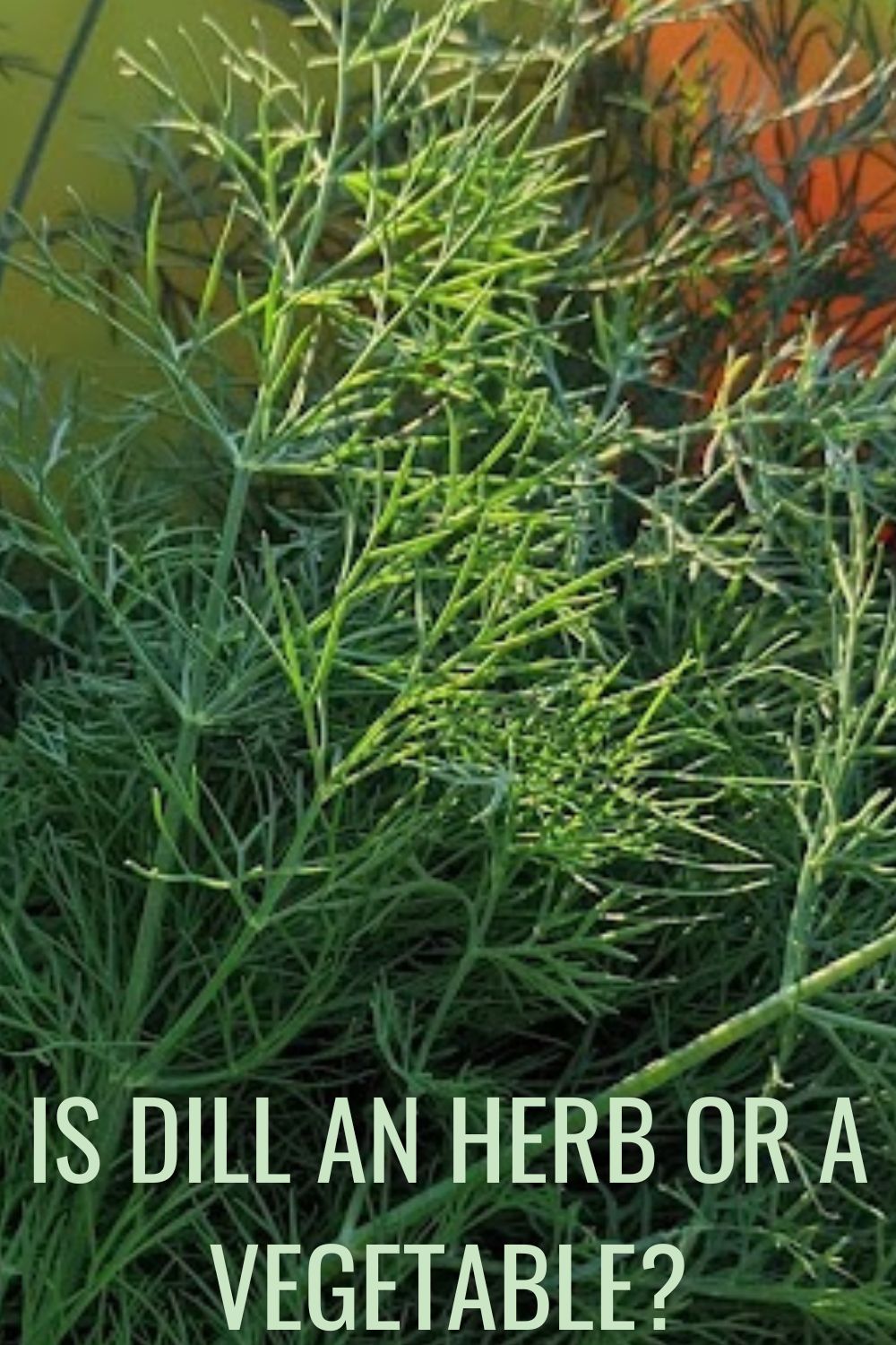 is dill an herb or a vegetable?
