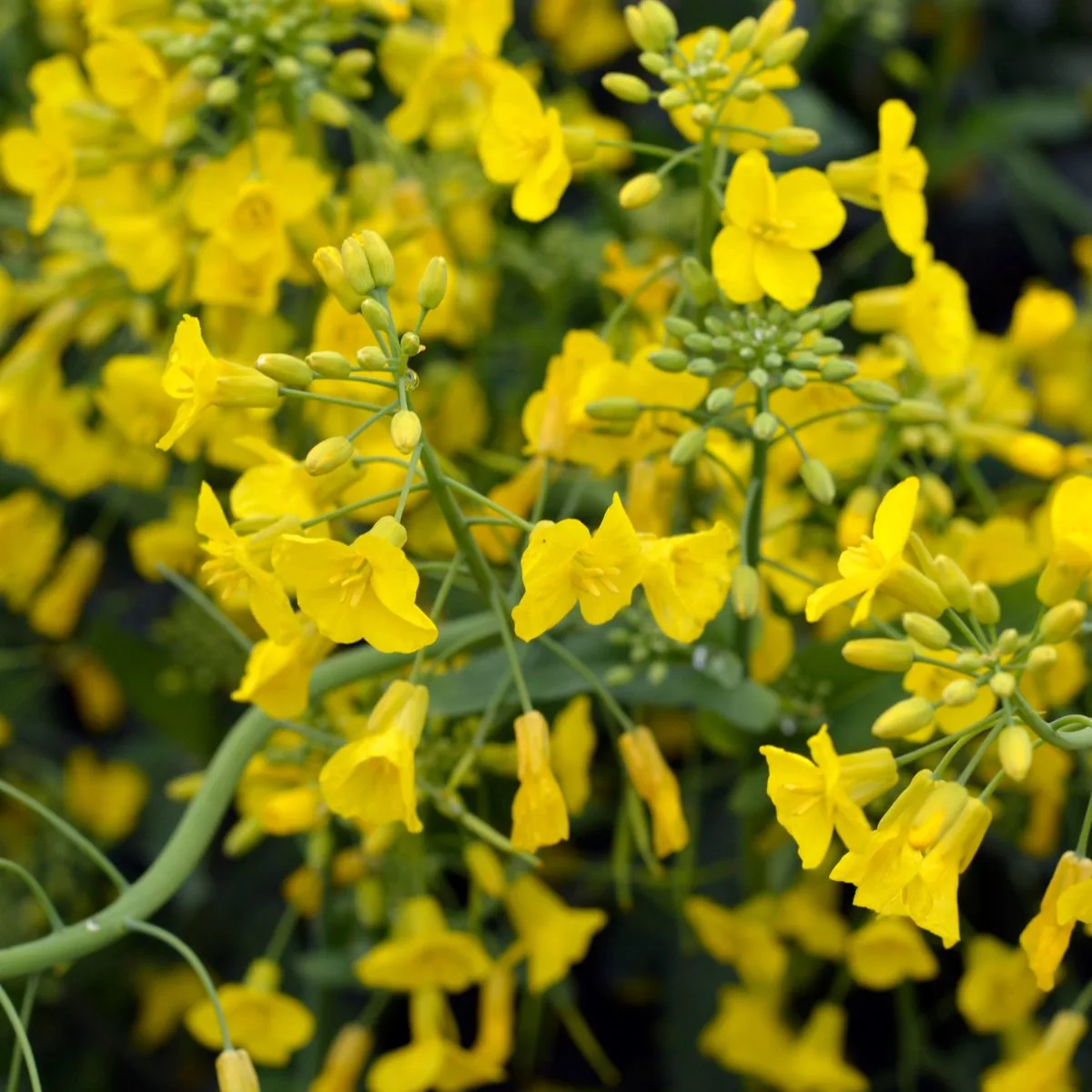 mustard flowers 