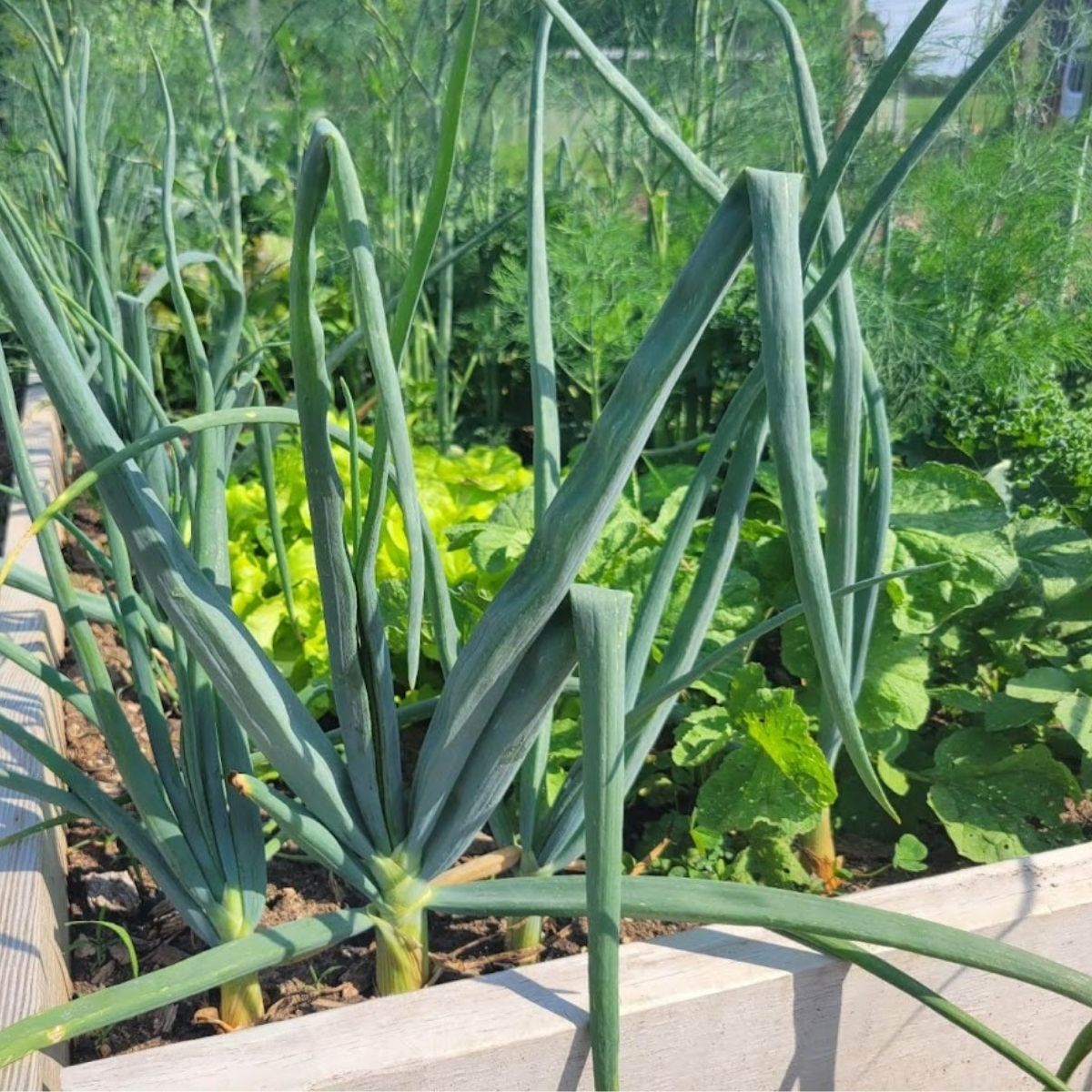 onions growing in a raised bed