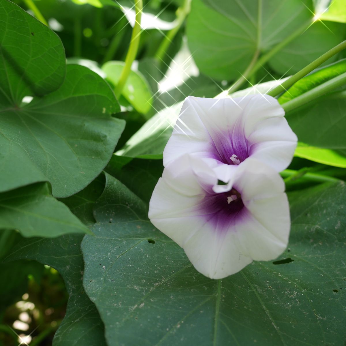 ornamental sweet potato vine