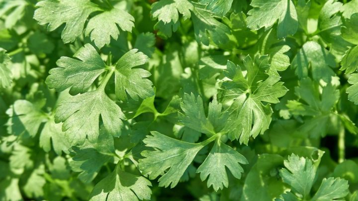 8 Great Companion Plants for Parsley (And 4 to Avoid)