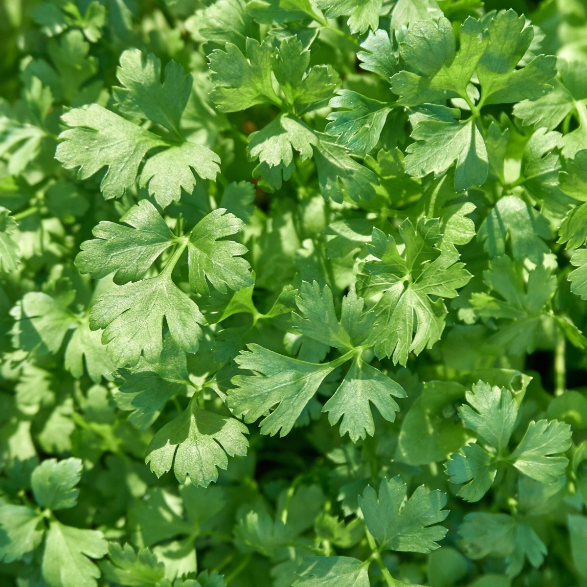 parsley