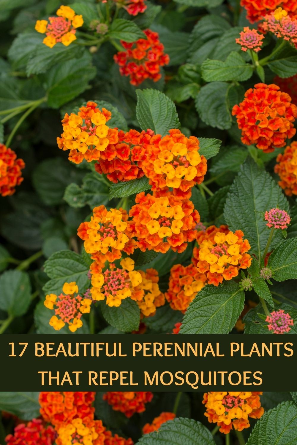 17 beautiful perennial plants that repel mosquitoes