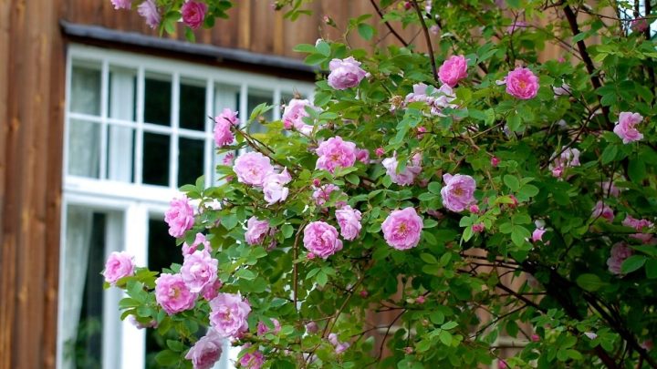10 Simple Front Yard Landscaping Ideas