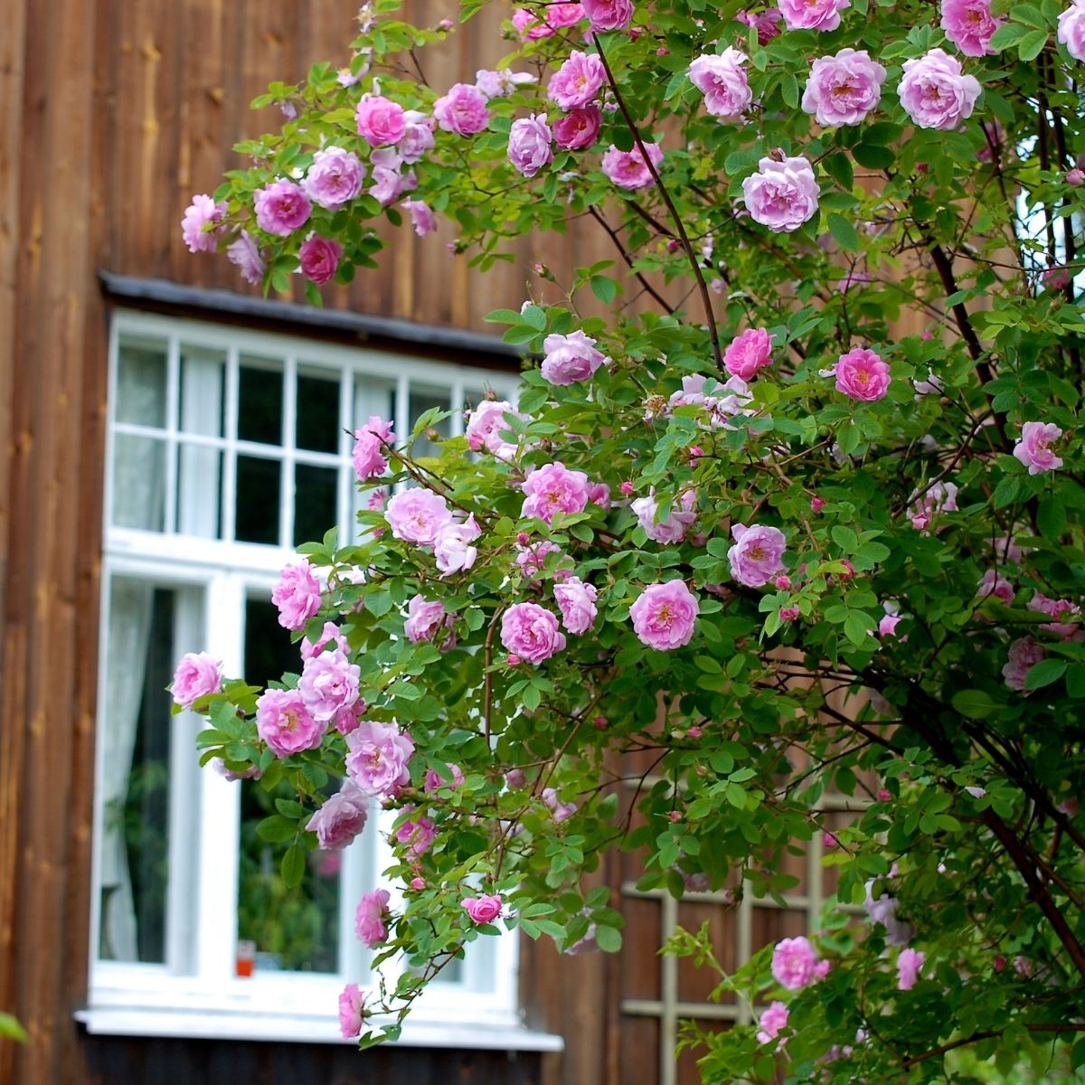 pink rose bush in front of the house