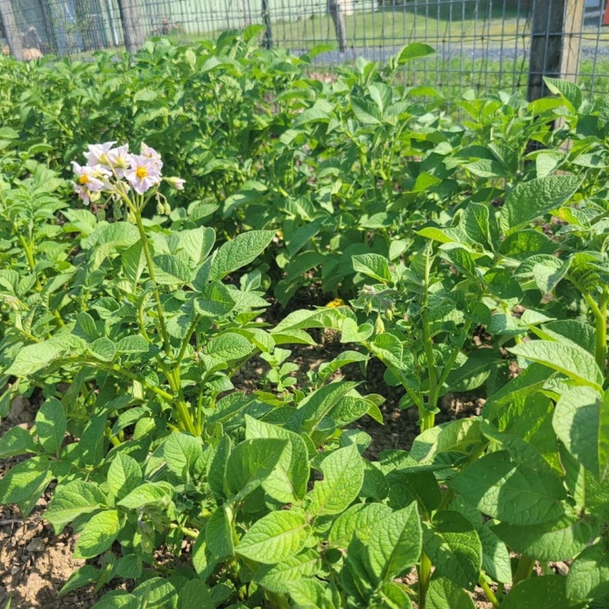 blooming potato plants