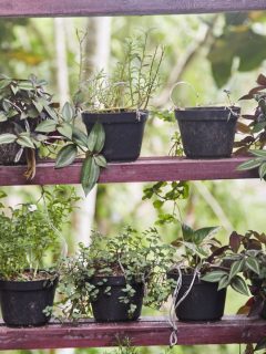 potted plants on greenhouse shelves