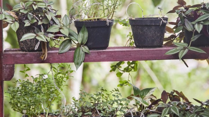 6 Greenhouse Shelving Ideas To Help Keep You Organized