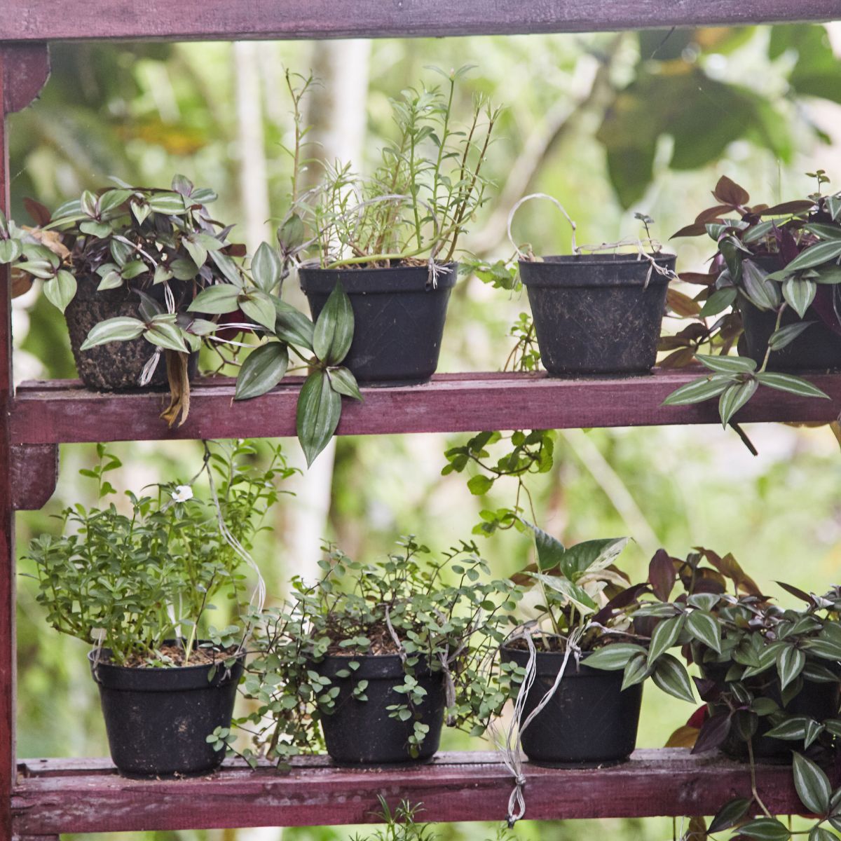 potted plants on greenhouse shelves