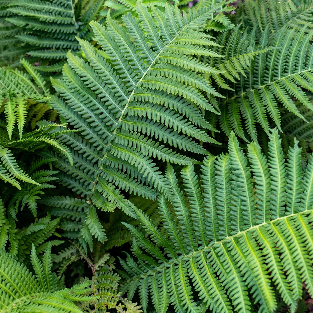 pretty green ferns