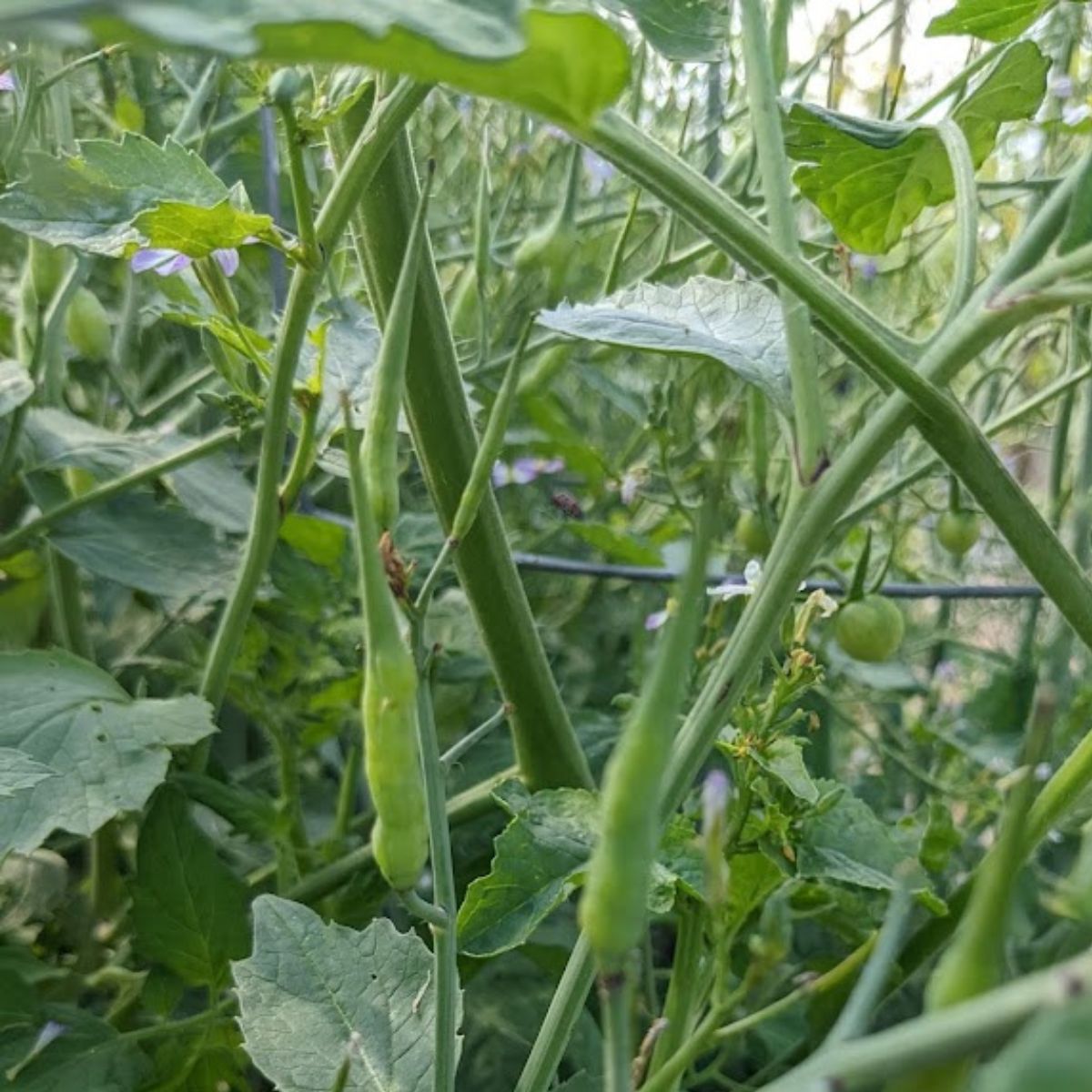 radish pods ready to harvest