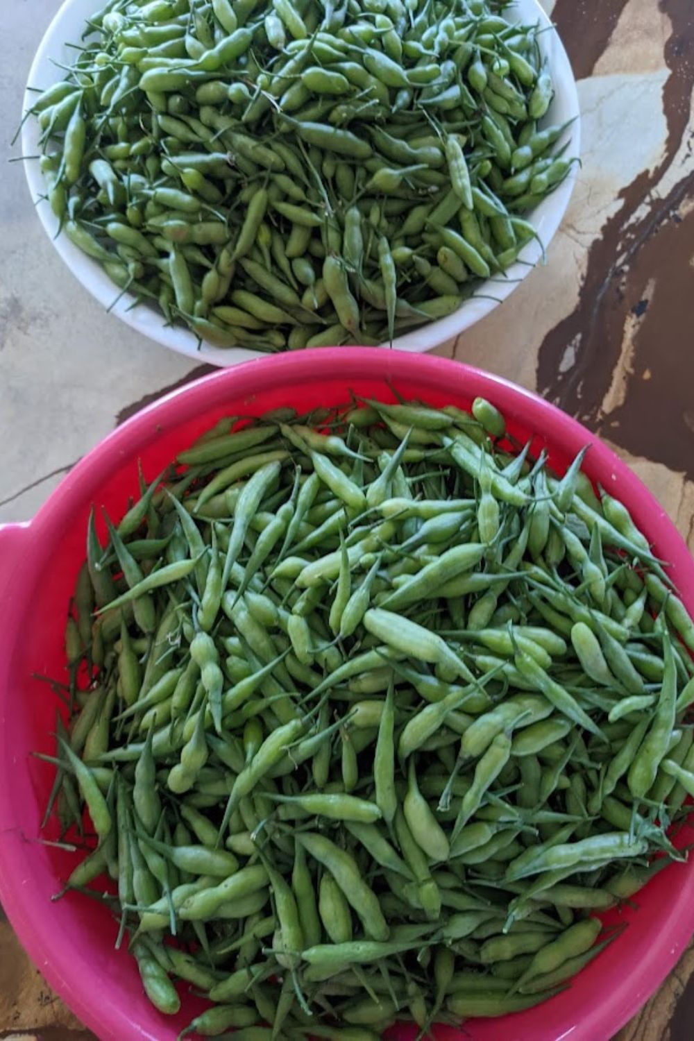 freshly picked radish pods