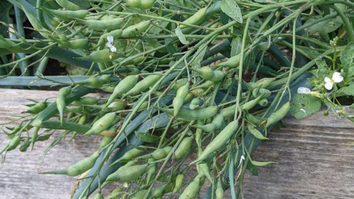 Are Radish Seed Pods Edible? + 9 Delicious Ways To Use Them
