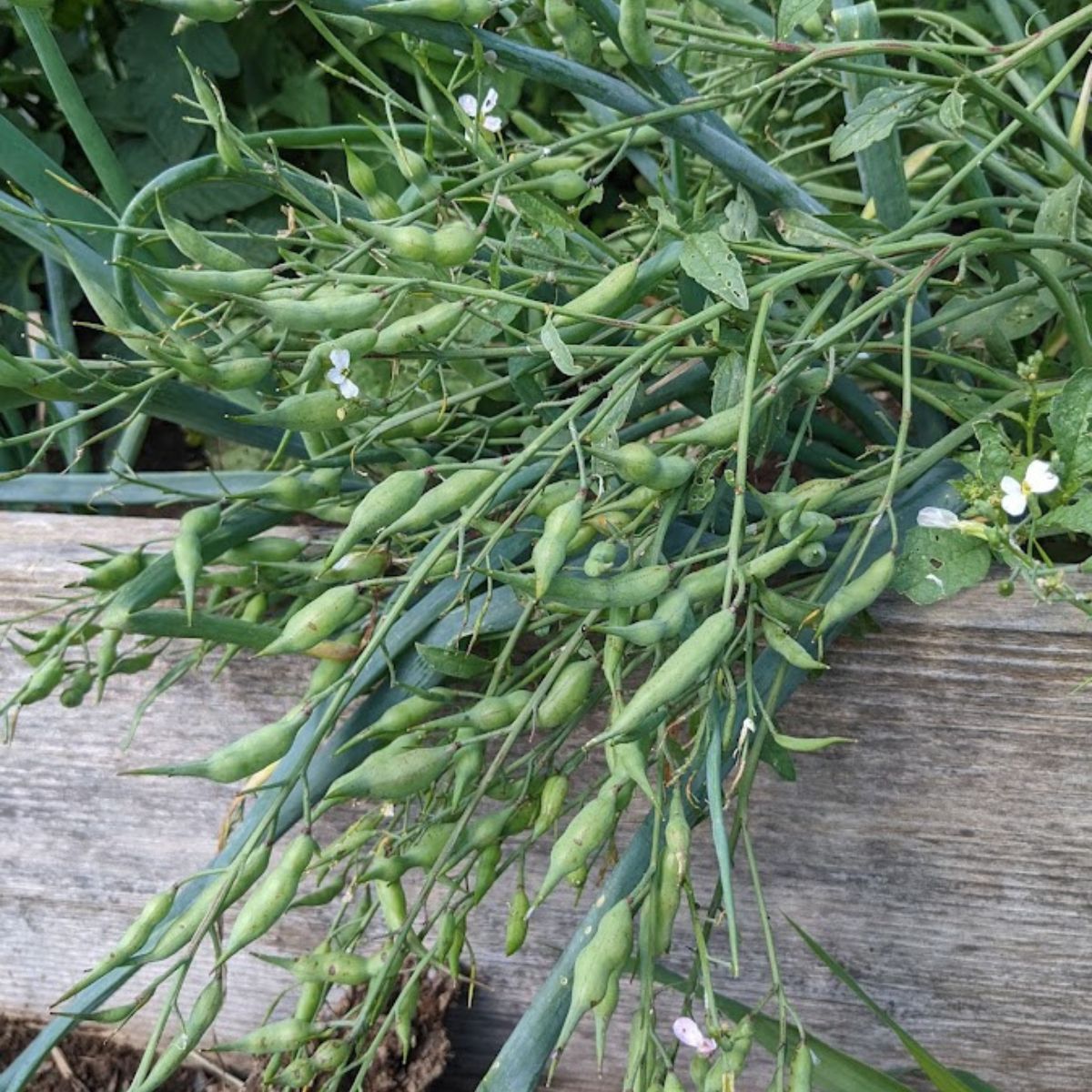 radish seed pods