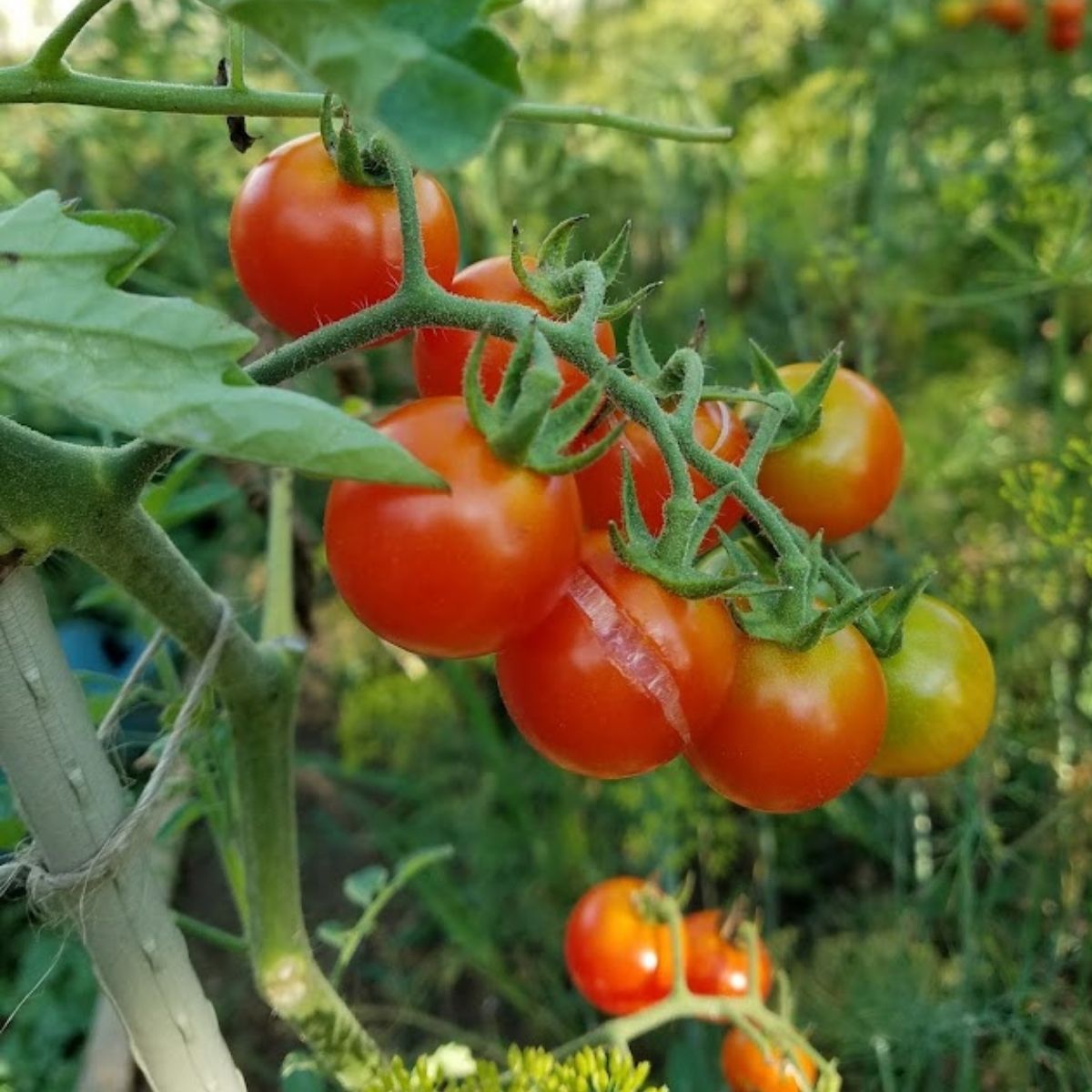 ripe cherry tomatoes