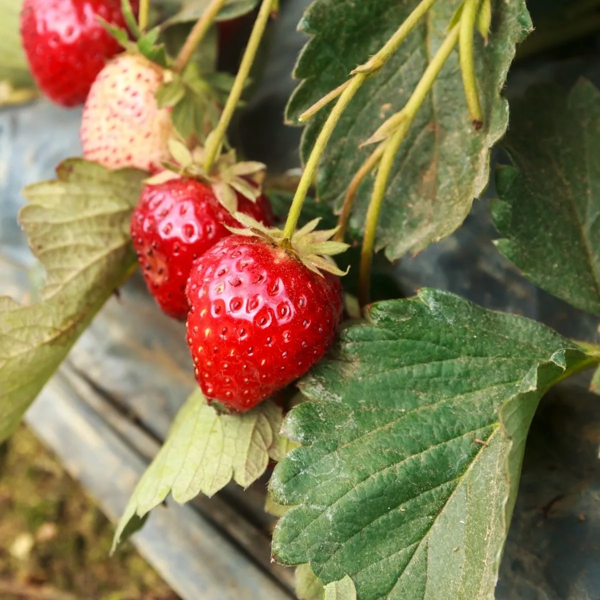 ripe strawberries ready to harvest