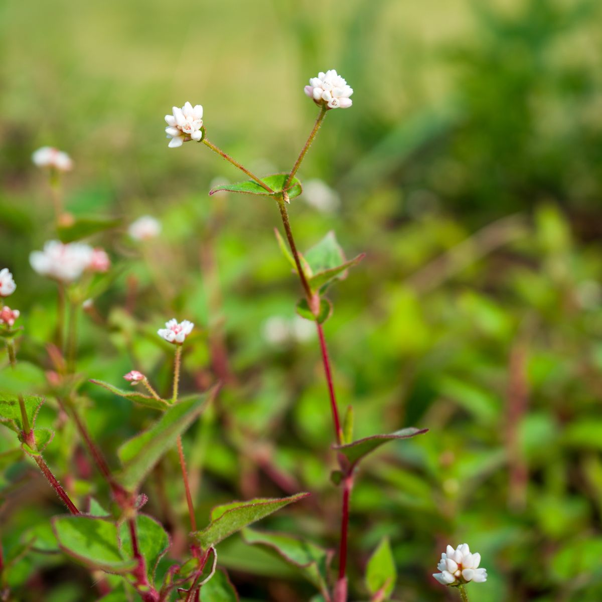 tearthumb flowers