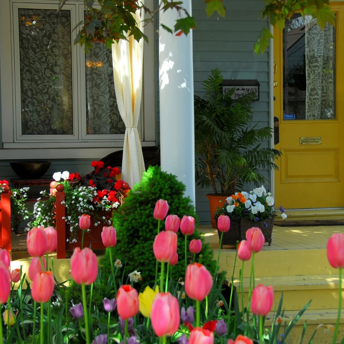 tulips blooming in the front yard